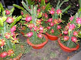 Maybe you would like to learn more about one of these? Dragon Fruit Seeds Hylocereus Undatus Open Pollinated Perennial Cactus In 2021 Dragon Fruit Plant Dragon Fruit Tree Growing Cactus From Seed