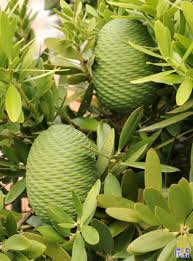 Image result for Agathis