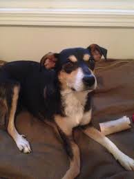 Adopt Kelsea On Petfinder Adoption Shepherd Terrier Mix Animal Rescue