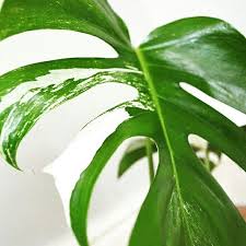 Rooted Two Leaf Variegated Monstera Deliciosa Now Available On Our Ebay Store Monsteraco Plant Leaves Monstera Deliciosa Plants