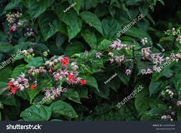 Image result for Clerodendrum umbellatum