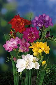 Freesien Schone Blumen Blumen Kunstmalerei Blumen