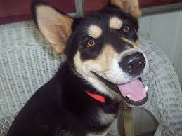 He is extremely intelligent, alert, and. Australian Kelpie Dog Breed Pictures