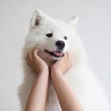Image Result For White Puppy Tumblr Aesthetic Dog Tumblr Cute Animals Cute Creatures