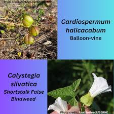 Image result for Cardiospermum halicacabum