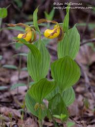 Image result for Erythrocephalum albiflorum