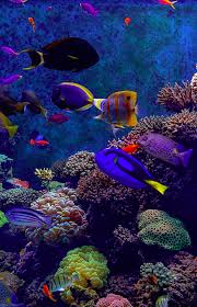S E A Aquarium Singapore Beautiful Sea Creatures Marine Animals Sea Animals