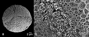 Image result for Achyrospermum laterale