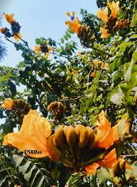 Image result for Balanites pedicellaris