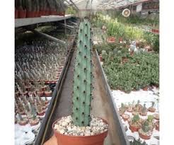 Image result for Pycreus aethiops