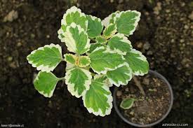 Image result for foto moud Forsterův