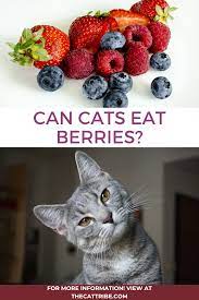 Can Cats Eat Berries 1 Truth About Berries For Cats The Cat Tribe Cats Human Food For Cats Healthy Cat Food