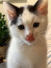 Lehighton local to help with TNR trap pickup?