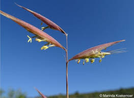 Image result for Monocymbium