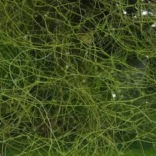 Image result for Utricularia gibba