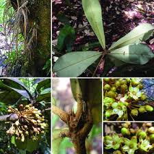 Image result for Englerophytum natalense