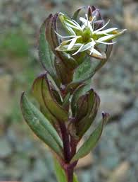 Image result for Stellaria