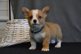 She is a wonderful dog! Pembroke Welsh Corgi Puppies Now Ready For Sale Petsforhomes