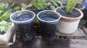 Pokok pudina antara yang selalu ditanam di rumah kerana kegunaannya dalam masakan. Simpulkan Batang Bagi Kukuh Ini Cara Tanam Pudina Paling Menjadi Cepat Hidup