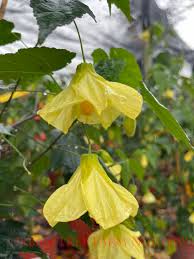 Image result for Abutilon