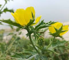 Image result for Argemone