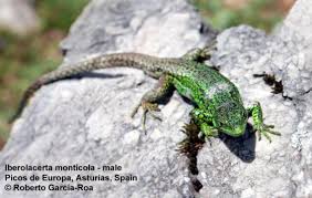 Image result for Elatostema monticola