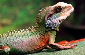 Chinese water dragons are native to the lowland and highland forests in east and southeast asia, specifically china and india. Water Dragon Description Habitat Image Diet And Interesting Facts