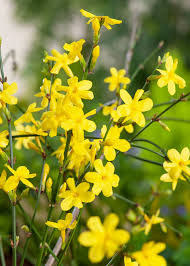 Image result for Jasminum nudiflorum