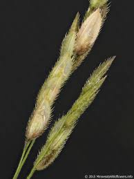 Image result for Leersia