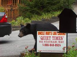 Find vacation rentals with your favorite amenities: Uncle Bud S Cabin Rental Cabin Rentals Quiet Time Black Bear