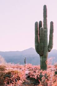 Native americans used these as water containers long before the canteen was available. How Long Do Cacti Live Guide With Pictures Succulents Network In 2020 Cactus Pictures Cactus Poster Vintage Cactus