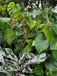 Image result for Millettia dura