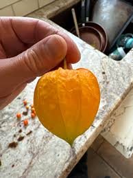 Image result for Physalis