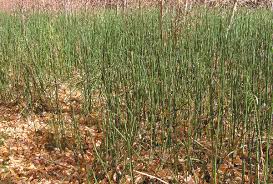 Image result for Equisetaceae