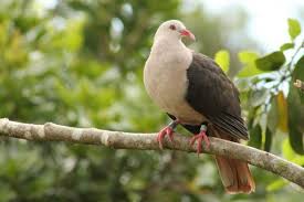 Tebak gambar burung , merupakan aplikasi tebak tebakan nama burung yang mendidik untuk anak anak. 5 Burung Asli Dari Mauritius Yang Langka Dan Menarik