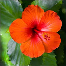 We did not find results for: What Is Hibiscus Rosemallows Plant And What Are Its Benefits