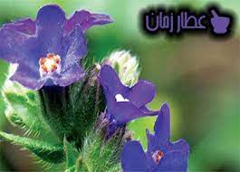 ما لا تعرفونه عن فوائد عشبة لسان الثور السحرية عطار زمان Herbs Herbs Spices Plants