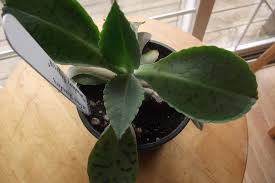 Image result for Kalanchoe gastonis-bonnieri