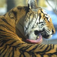We did not find results for: Reportajes Y Fotografias De Tigre En National Geographic