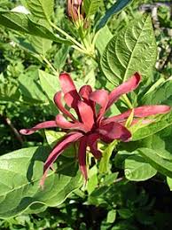 Flowering bushes in north florida. Calycanthus Wikipedia