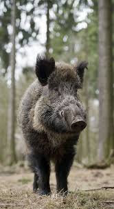 Pin On Keystone Species