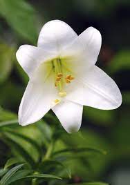 When that yellows and wilts in the fall, trim the plant back to the. Pin On My Plants