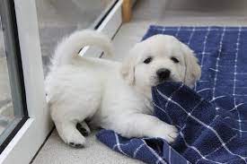 Maybe you would like to learn more about one of these? Golden Retriever Puppies For Sale Bennington Vt 128318