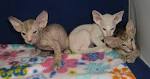 Peterbald - Wikipedia