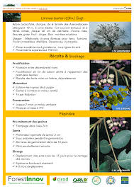 Image result for Lannea barteri