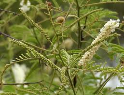 Dmt Containing Plants In India Megathread Massive Information Dump Collaborative Research Project Welcome To The Dmt Nexus