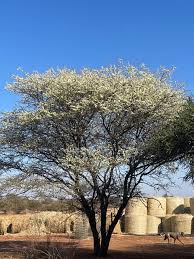 Image result for Acacia mellifera