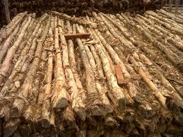 Kayu dolken gelam kami kayu yang berasal dari sumatra.dimna kayu tersebut sudah di kenal sejak dulu kwalitasnya.kayu yang tak mudah rapuh meski terkena air sekalipun.biasanya. Kayu Gelam Dolken Kaso Kasau Racuk Papan Cor Balok Sinar Maju