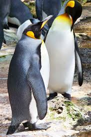 Types Of Penguins List Of All Penguin Species With