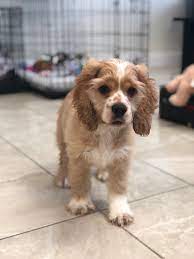 Charm city puppies and pet store offers pet accessories and puppies for sale including designer, large breed and small breed dogs near howard county, baltimore county, maryland, dc. Maryland Puppies Online 227 Gateway Dr D Bel Air Md 21014 Usa